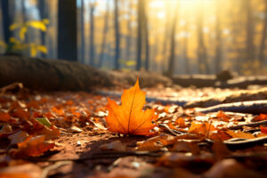 Vitamina D in autunno